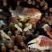 crab_porcelain_kbrtk3_h_0386_sul6047.jpg